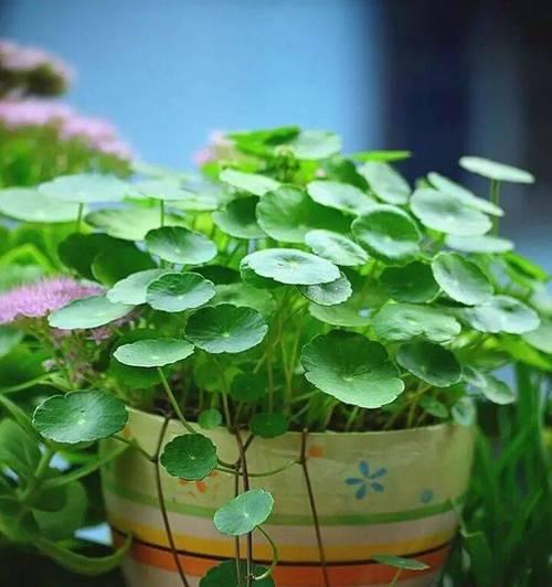 探索绿色植物的益处和养护技巧（探索绿色植物的益处和养护技巧）