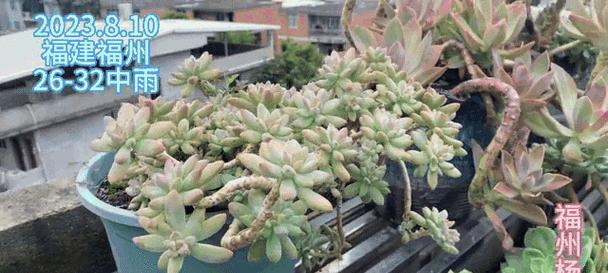 楼顶绿化，打造城市生态之美（适宜种植的植物种类及其特点）