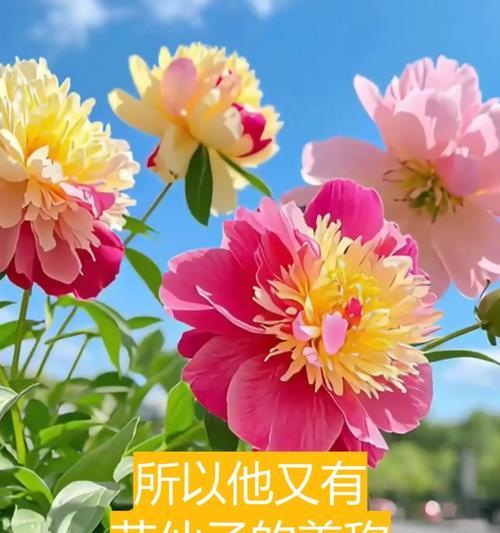 芍药修剪指南（打造精美花园的秘诀，芍药修剪技巧解析）