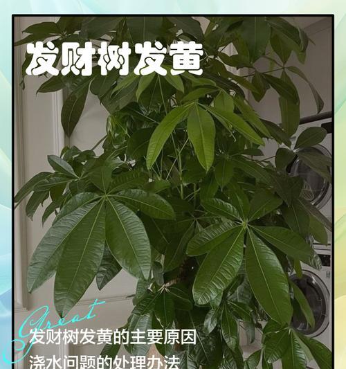 如何处理发财树叶子黄了落了的问题？（保持发财树健康成长的小窍门）