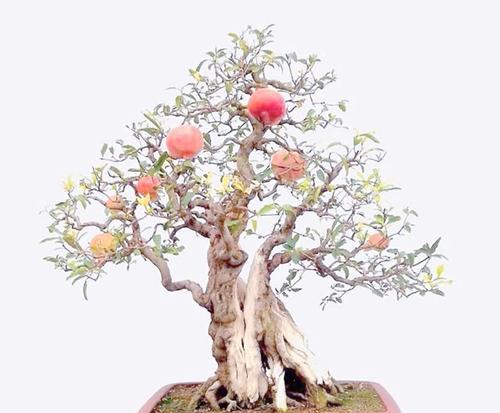 石榴种植的盆栽要点（选择合适盆器是成功关键）