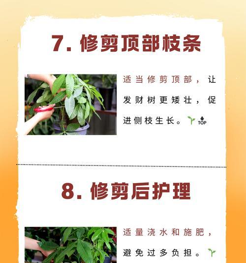 以小苗发财树修型为主题的全面指南（如何通过修剪小苗发财树实现枝繁叶茂，财源滚滚）