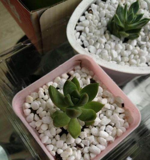 黄丽烂根的处理方法（保护植物健康，及时治理黄丽烂根）