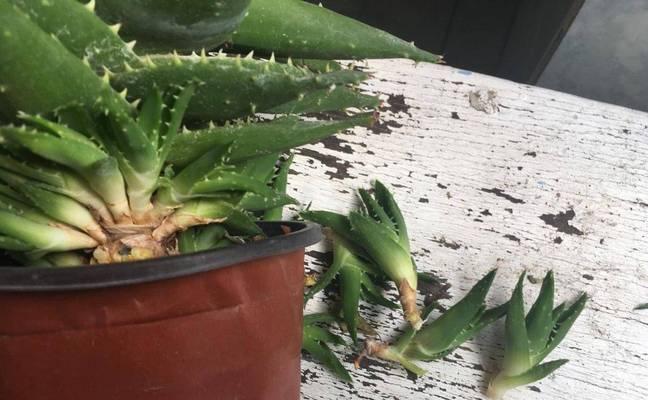 如何有效防治芦荟叶往下长的问题（芦荟叶往下长的原因及解决方法）