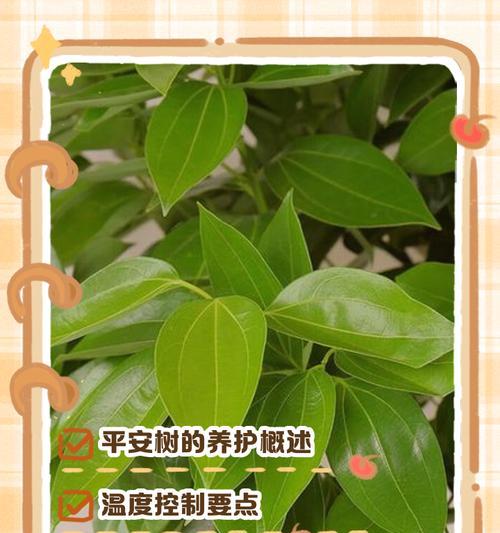 平安树耐冻吗？——解析平安树的抗寒能力（了解平安树的生长环境、树种特点、抗寒能力等方面）