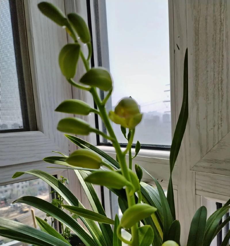 盛放的兰花之美（探索兰花的花开奇观）