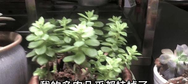 多肉的正确浇水方法（科学浇水，让多肉茁壮成长）