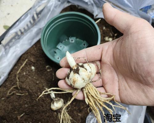 百合种子的种植与养护技巧（掌握百合种子的萌芽要领，轻松栽培出绚丽花海）
