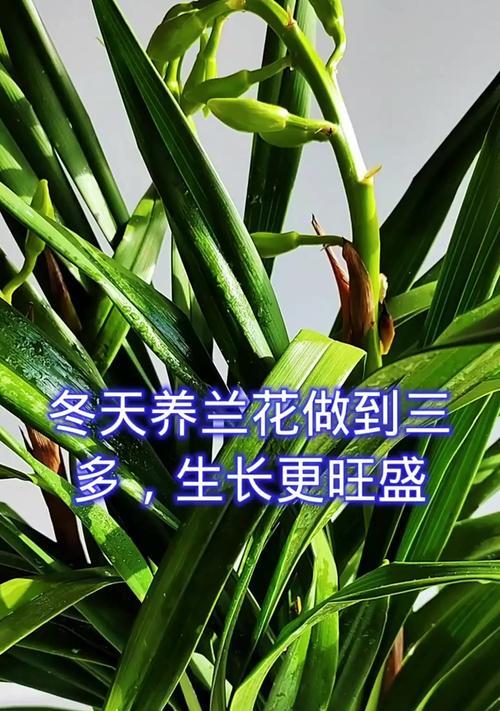 兰花的耐寒能力探究（浅谈兰花的低温适应性与关键因素）