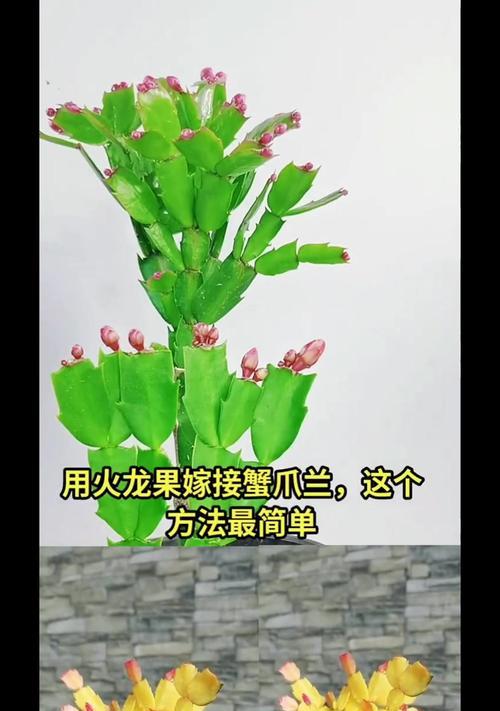 以螃蟹爪花嫁接的养殖技巧（掌握关键步骤，打造健康美丽的植物）