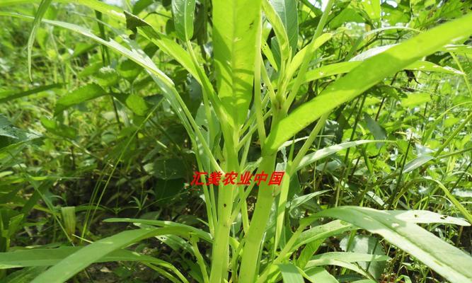 空心菜的生长环境和种植地方条件（了解空心菜的生长环境，提高种植效率）