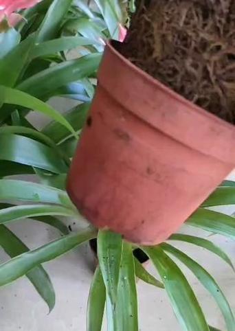 以鸿运当头浇水多了的后果及处理方法（如何应对过度浇水对植物生长的不良影响）