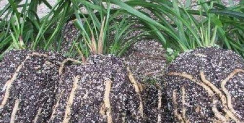 以腐叶土种植兰花的配比与方法（优质腐叶土的关键条件及适用兰花品种）