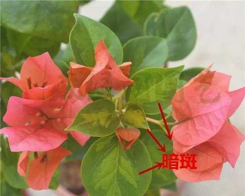 三叶梅的花期与开花次数（了解三叶梅，享受绚烂的花海）