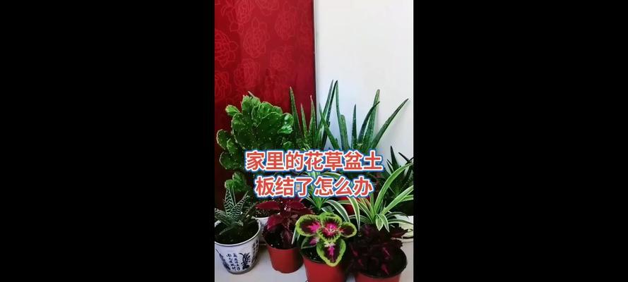 如何将花盆里的花转移到土地上（实用技巧和步骤指南）
