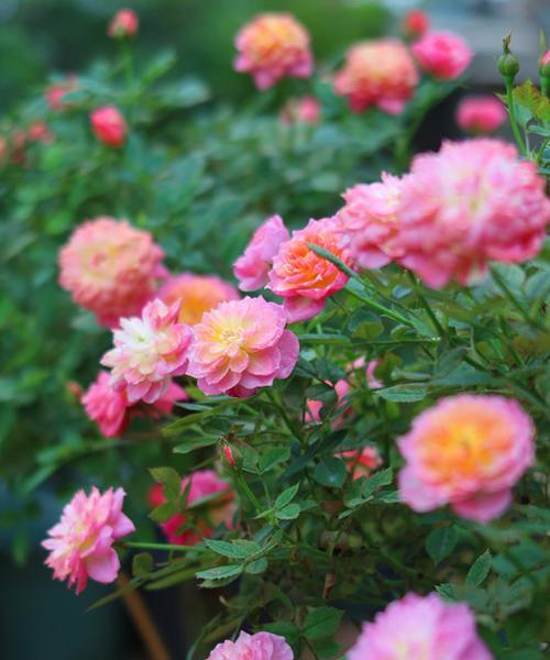 多年生木本花卉的种植和养护（打造四季芳香园林，让家园更温馨）