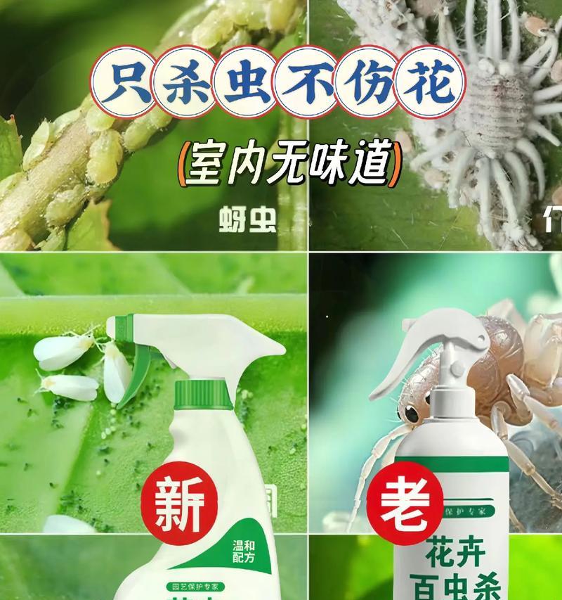 多肉植物如何有效防治蚜虫（掌握关键方法，让你的多肉植物远离蚜虫困扰）