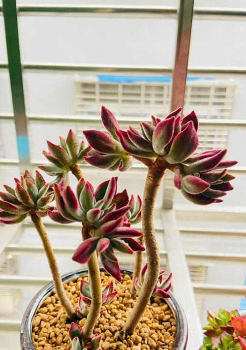 如何有效养护千兔耳（掌握关键要点，打造健康千兔耳生长环境）