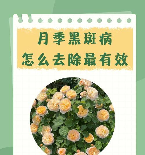 以花的黑斑病治疗方法及注意事项（用换土作为主要治疗方法，提高植物免疫力）