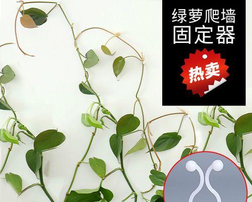 墙壁植物的固定方法及技巧（打造绿意盎然的墙壁空间，让生活更美好）