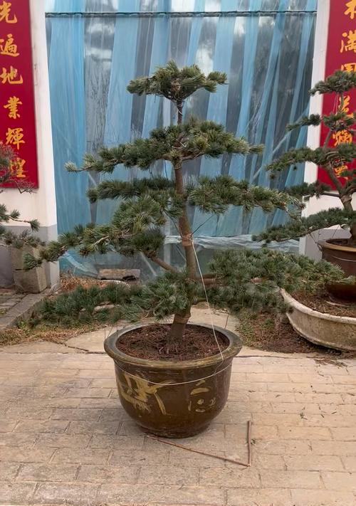 如何处理黄了的松树盆景造型（重振绿意，让松树盆景再次焕发生机）
