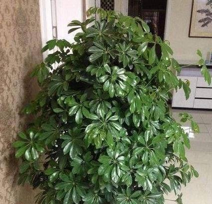 鸭脚木为何容易变蔫？（探究鸭脚木植物变蔫的原因与解决方法）