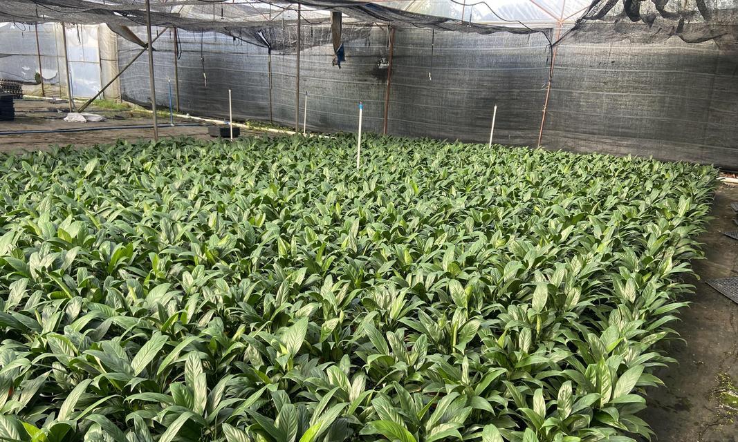 如何种植一帆风顺的生活？（掌握关键要素，迈向幸福人生）