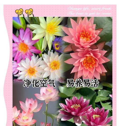 冬天如何在家养荷花（室内荷花养护技巧，让你的冬天充满绿色）