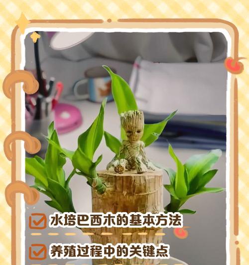 水培樱花木的养殖方法与技巧（打造美丽花园的秘密武器，水培樱花木，用心呵护你的花园！）