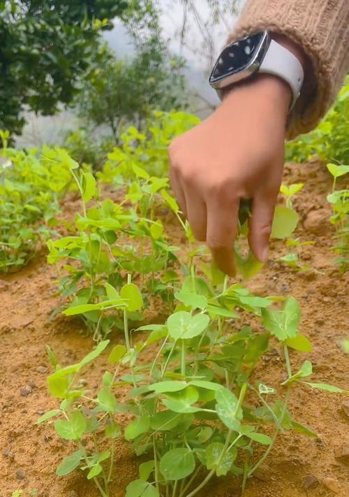 豌豆苗的种植技巧（从土壤准备到收获，轻松培育健康豌豆苗）
