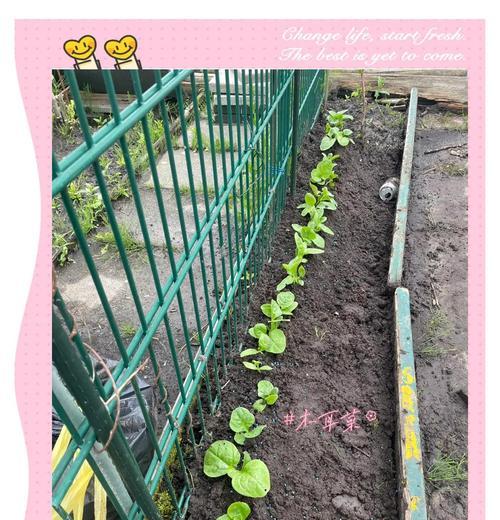 探索以木耳菜搭架的新方法（创新的菜园建设技巧与经验分享）