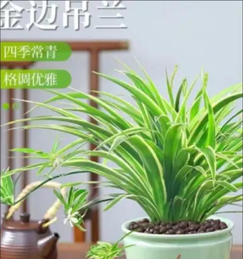 银边吊兰的室内养殖技巧（打造绿意盎然的室内环境，）