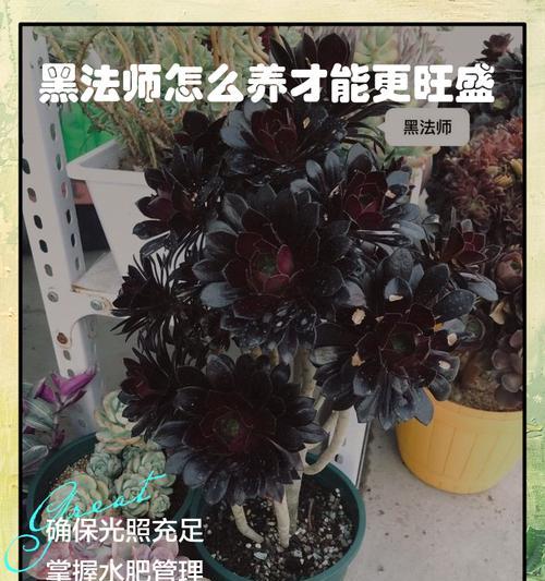 探秘黑法师暴芽的养护技巧（打造健康美丽的黑法师暴芽，细致呵护不容忽视）