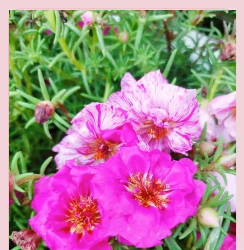 马齿苋树开花时间及花期特点（了解马齿苋树的生态习性，掌握正确的养护方法）