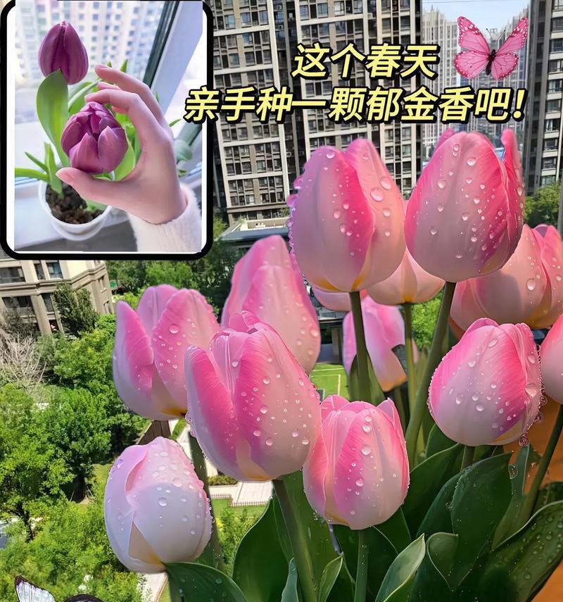 盆栽郁金香的养护指南（如何正确养护盆栽郁金香，打造美丽花坛）