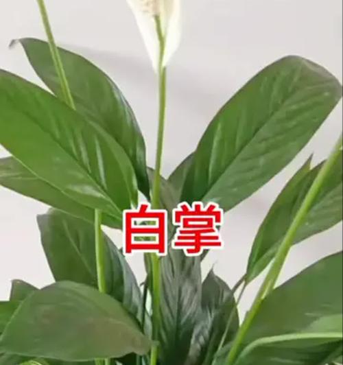 白掌叶小生长处理方法（有效处理白掌叶小问题的关键技巧）