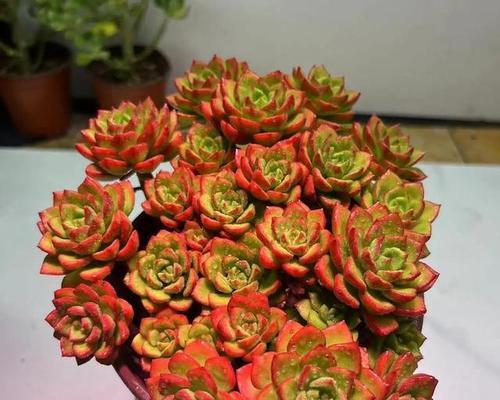 多肉植物养护小技巧（揭秘多肉植物变红的关键技巧）