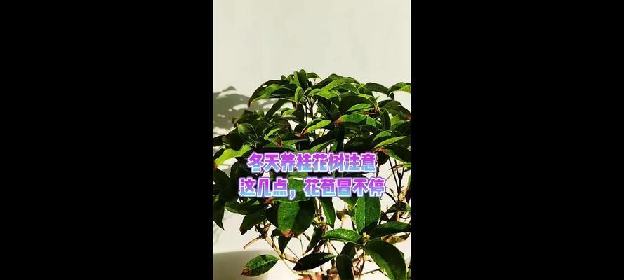 冬天修剪桂花树的技巧（保持桂花树的健康与美丽）