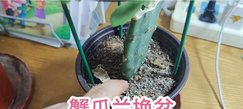 蟹爪兰换盆的步骤与注意事项（多层蟹爪兰如何正确地进行换盆，让其茁壮成长）