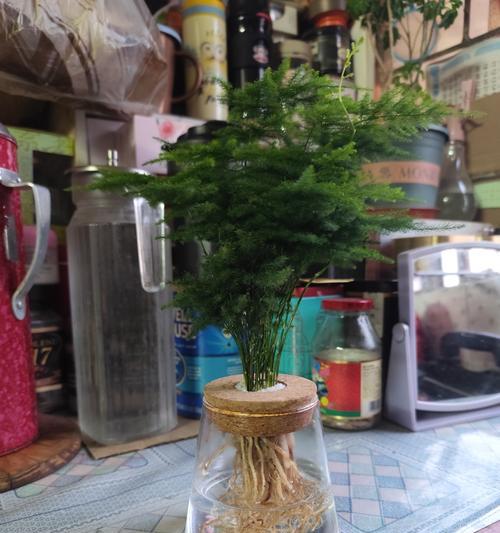发财树怎么养文竹，成就财运十足（打造家中财富气场，文竹养护全攻略）