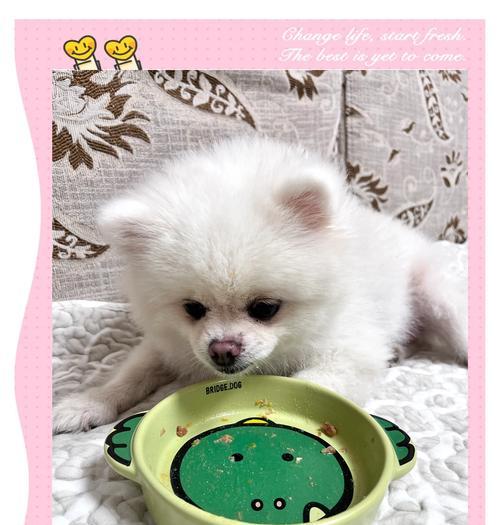 狗狗能否吃山药？（了解狗狗是否适宜食用山药的好处与注意事项）
