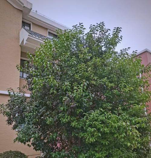 女贞为何不长叶？（探究女贞植物为什么没有叶子的原因与特点）