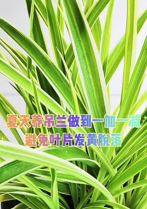 夏季吊兰的养护指南（掌握关键技巧，打造健康吊兰天堂）