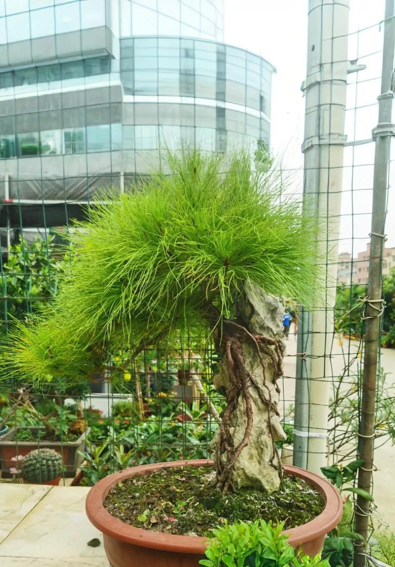松树的生长环境与分布（探究松树生长的原因及适宜环境）