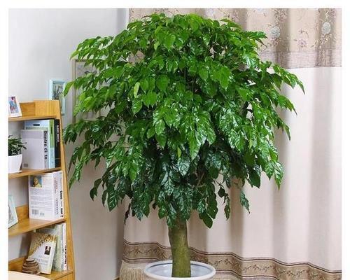 家庭园艺之种植适合家里的树（为居家生活增加绿意）