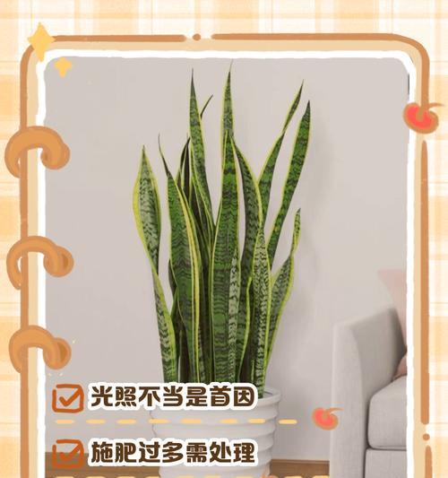 如何解决虎皮兰尖长不开的问题（培养虎皮兰健康成长的技巧）