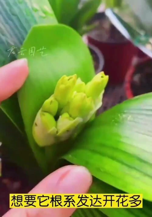 君子兰花为何开了一半就死去？（探索君子兰花急速凋谢的原因与解决方法）