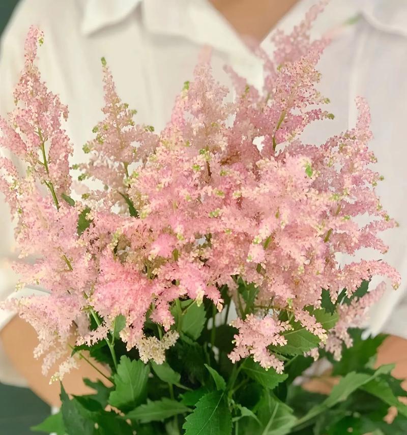 北方橘子花的养殖技巧与注意事项（从种植到开花，让北方也绽放橘子花的美丽）