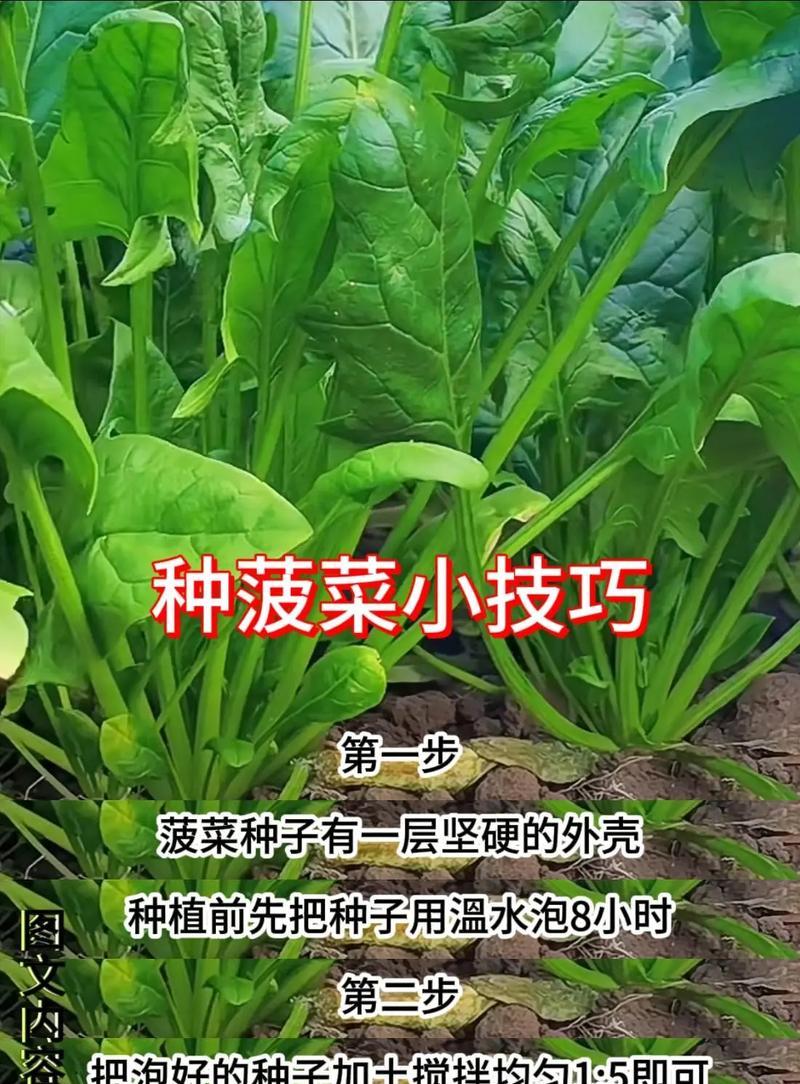 阳台种菠菜，轻松享受新鲜绿色（掌握技巧，让阳台成为自己的菜园）