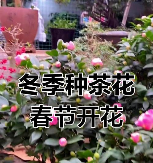 如何正确养护冬天茶花（-冬季茶花养护技巧）